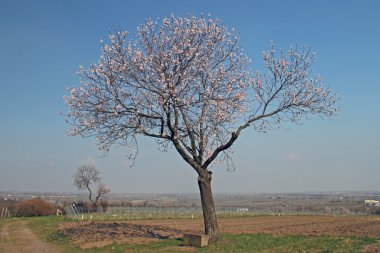 badem çiçeği