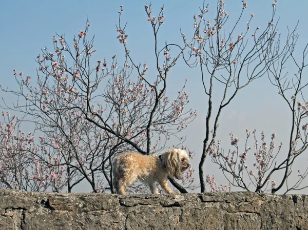Hond op de muur — Stockfoto
