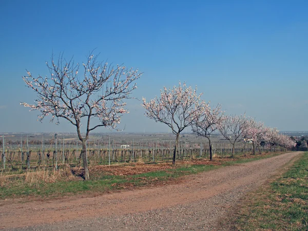 Almond Blossom — Stock Photo, Image