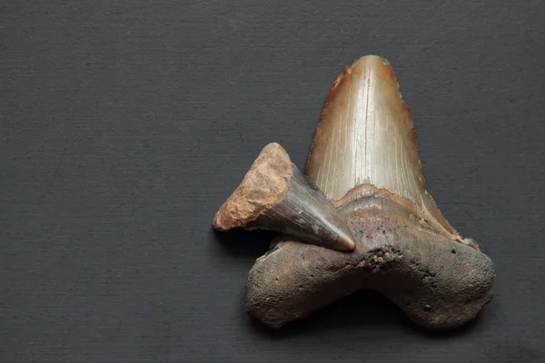 Megalodon 치아 — 스톡 사진