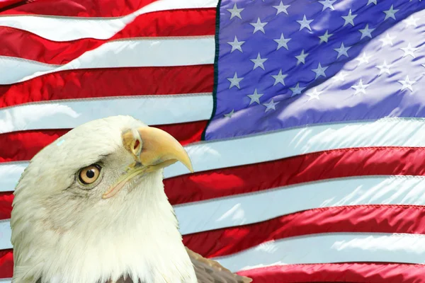 Weißkopfseeadler gegen amerikanische Flagge gesetzt lizenzfreie Stockbilder