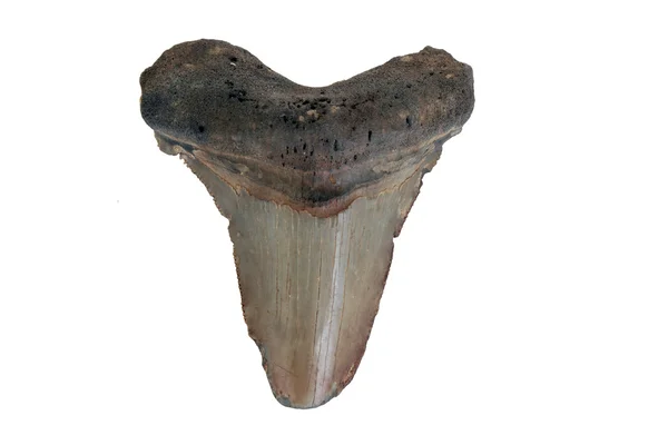 Megalodon fosil — Stok fotoğraf
