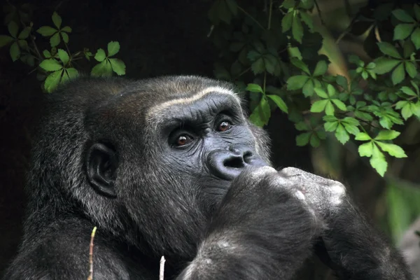 Snacking gorila — Foto de Stock