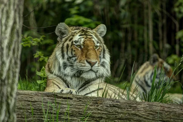 Regal Tiger — Stock Photo, Image