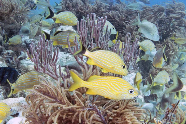 Melassa Reef — Foto Stock