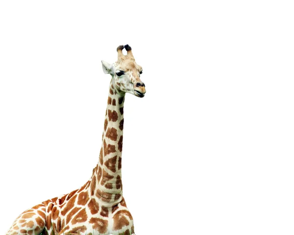 Giraffa isolata — Foto Stock
