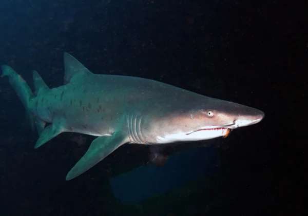 Sandtiger 鲨鱼在沉船上 免版税图库照片