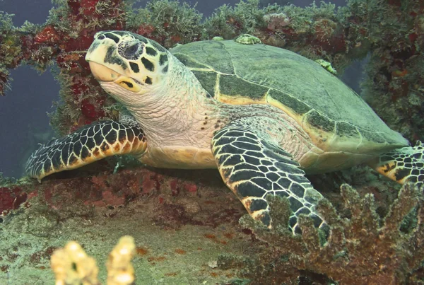 Meeresschildkröte ruht auf Schiffswrack lizenzfreie Stockbilder