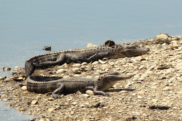 Two Lazy Gators — Stock Photo, Image