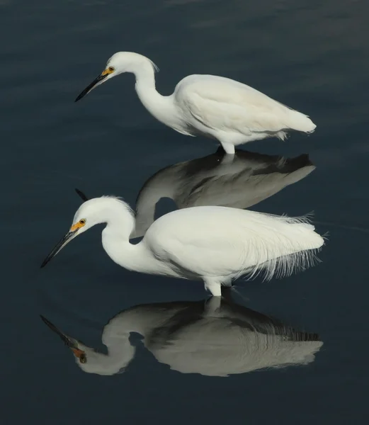 Egret reflektioner — Stockfoto