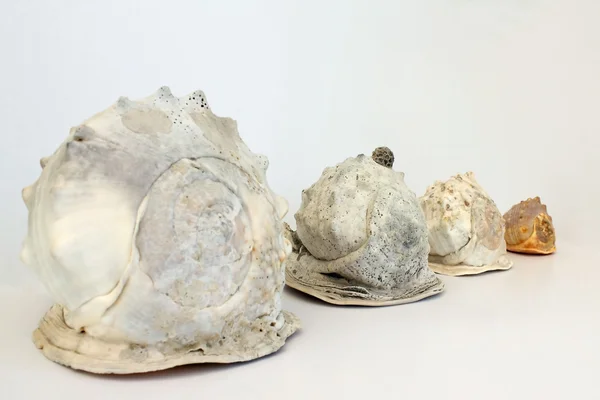 Helmet Conch Shell 's — стоковое фото