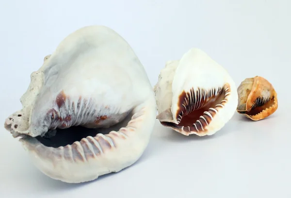 Hjälm conch's 2 — Stockfoto