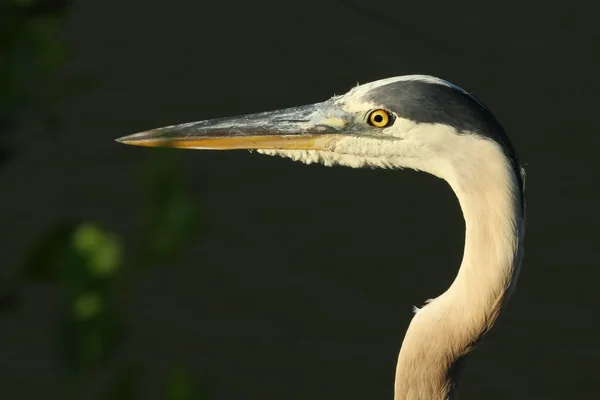 Blue heron profil — Stockfoto