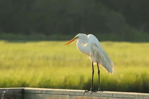 A White Heron Standing on a Railing — Stock Photo, Image