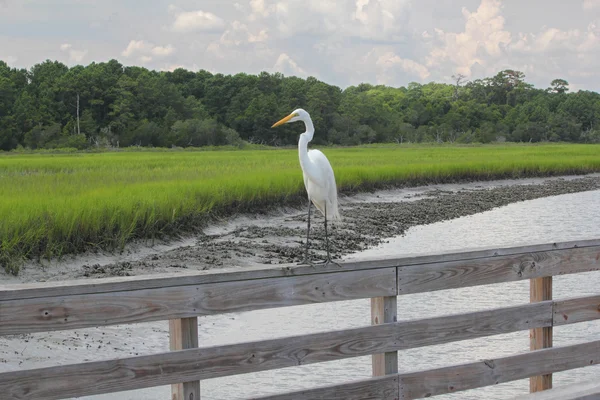 Grande Egret branco em um corrimão — Fotografia de Stock