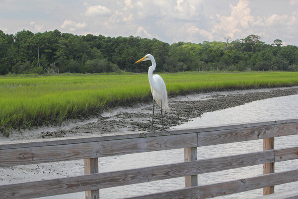 Great White Egret on a Railing