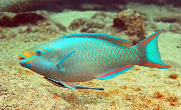 stock image Parrot fish and Hitch hiker