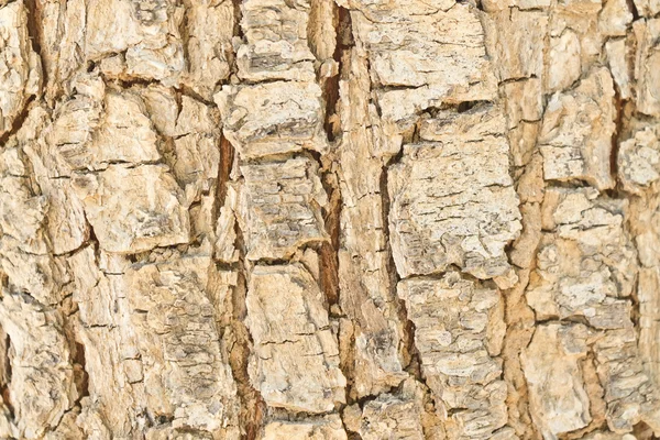 Corteza agrietada de un árbol viejo — Foto de Stock
