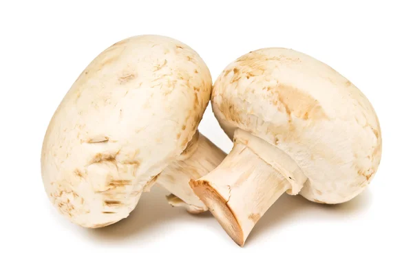 Dois champignon — Fotografia de Stock