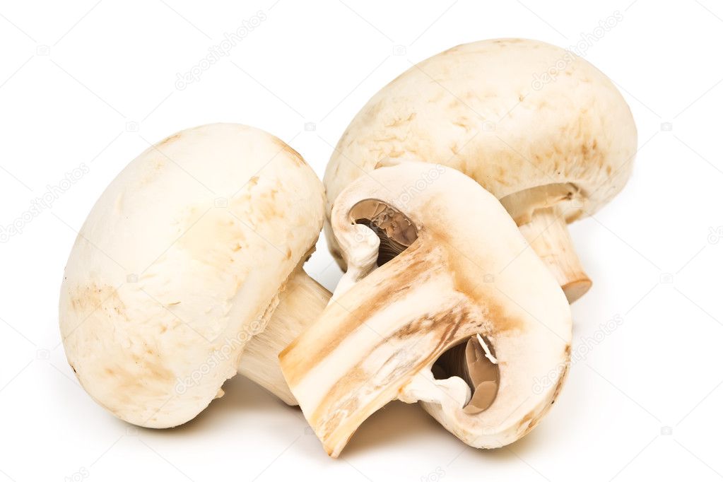 Two champignon fungus on white background