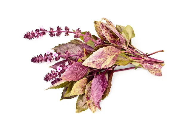 Basil herb purple — Stock Photo, Image