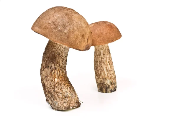 Три лесных гриба на белом фоне — стоковое фото