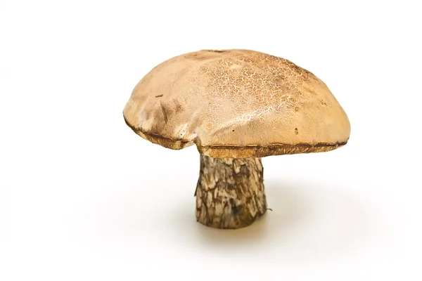 Cogumelo florestal — Fotografia de Stock