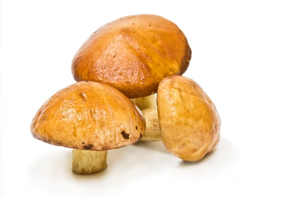 Три лесных гриба — стоковое фото