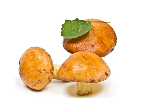 Három erdei gombákkal, fehér alapon — Stock Fotó