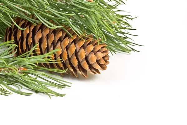Christmas fir branch with cones on a white background — Stock Photo, Image