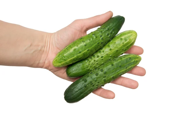 Verse groene komkommers in de hand, geïsoleerd op de witte — Stockfoto