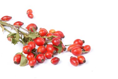 Branch of rose hip clipart