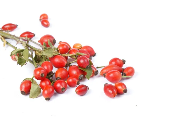 Branch of rose hip — Stock Photo, Image