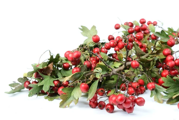 Autumn red fruits - hawthorn — Stock Photo, Image