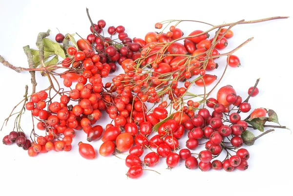 Vários frutos vermelhos de outono - bagas de rowan, espinheiro, quadril rosa — Fotografia de Stock