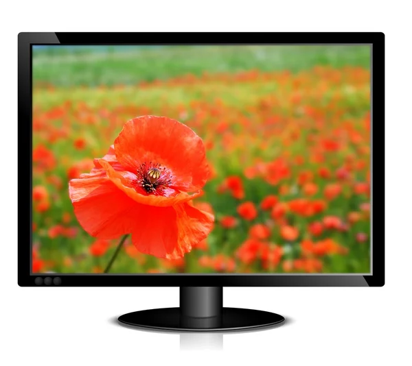 stock image Image of poppy on lcd monitor