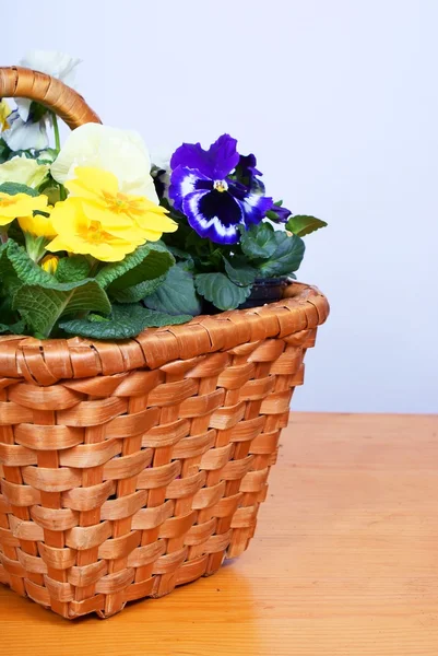 Tavaszi virágok a régi, fából készült baket — Stock Fotó