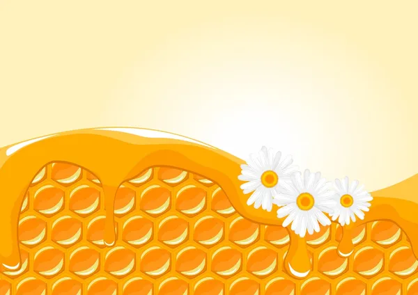 Honingraat met honing en madeliefjes — Stockvector