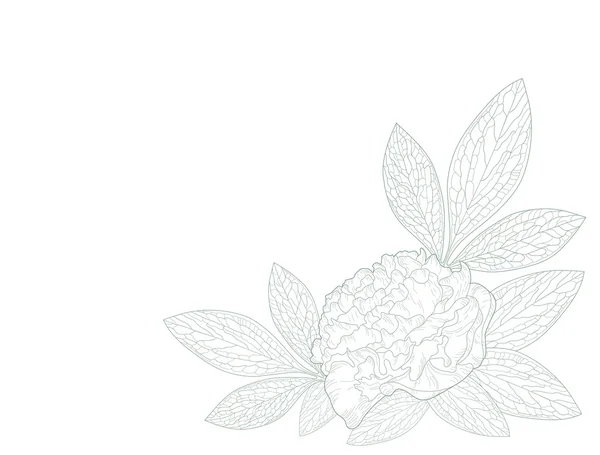 Cartão com uma flor de peônia — Vetor de Stock