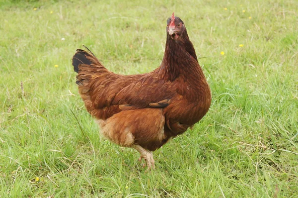 Free Range brown chicken — Stock Photo, Image