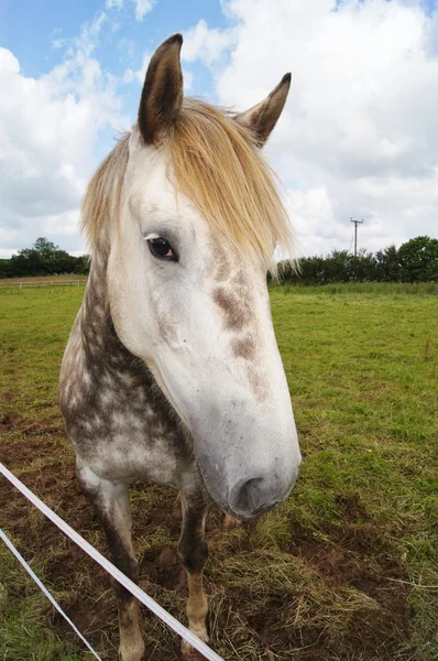 Irish Draught Horse — Stock Photo, Image