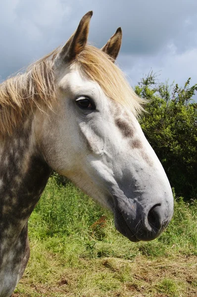 Irish Draught Horse — Stock Photo, Image