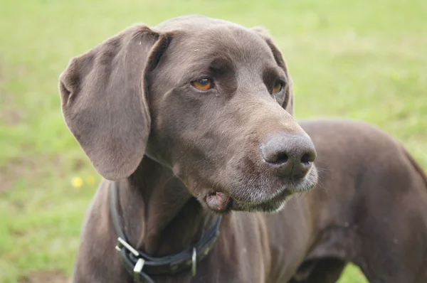 Cão de arma de raça wiemaraner — Fotografia de Stock