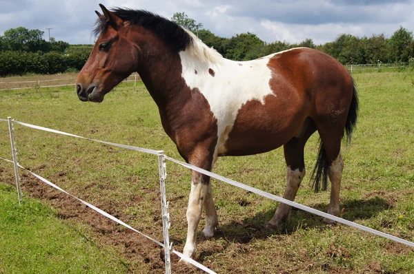 Pony dartmoor Fotos De Stock
