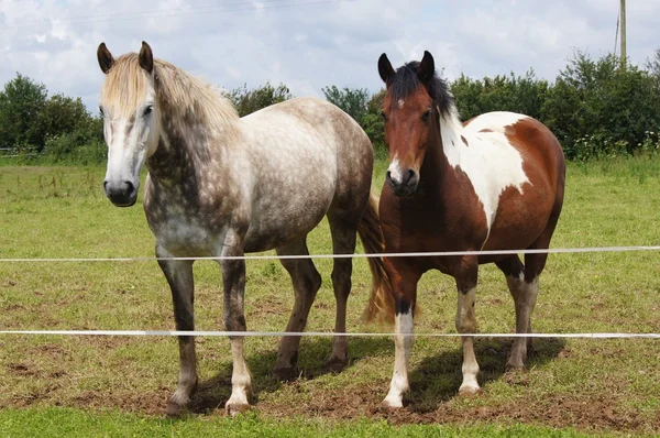 말 과 포니 스톡 사진