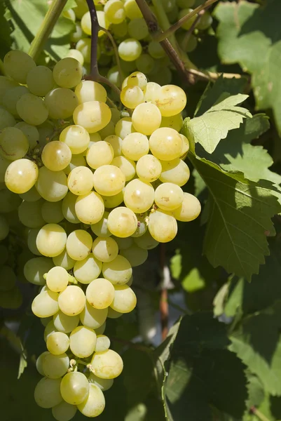 stock image White grape