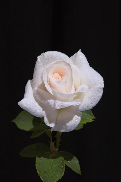 Valkoinen ruusu — kuvapankkivalokuva