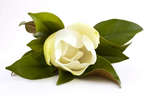 Witte magnolia — Stockfoto
