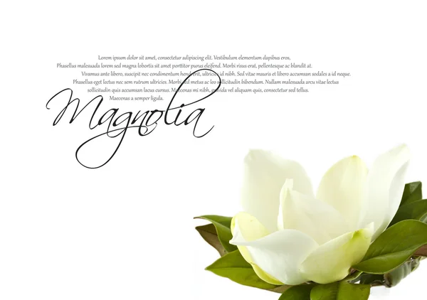 Bílá magnolia — Stock fotografie