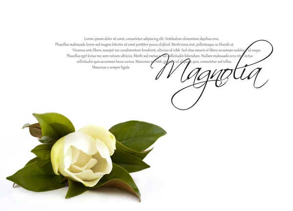 Witte magnolia — Stockfoto